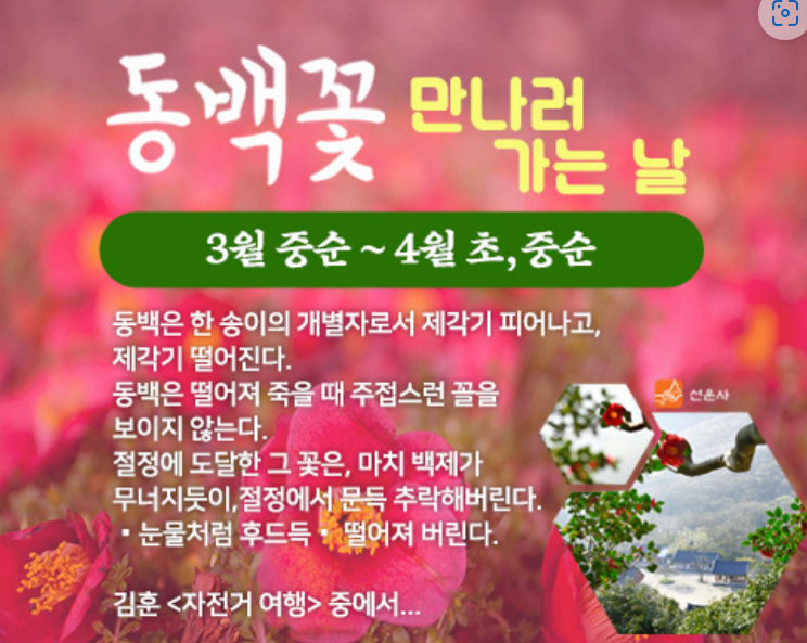 [4월 축제]사계절의 모습이 다 아름다운 고창 선운사❘동백꽃, 홍매화 사진 이벤트