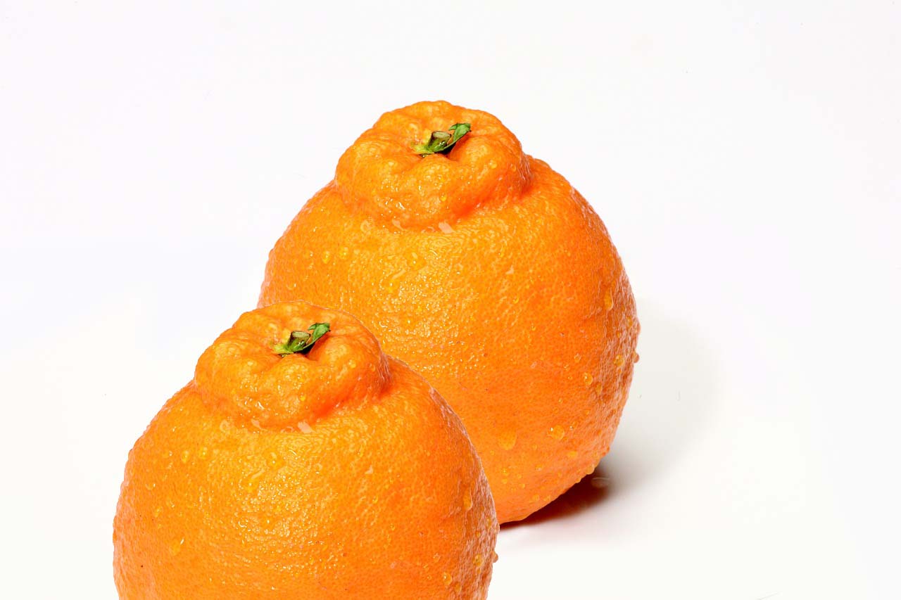 한라봉