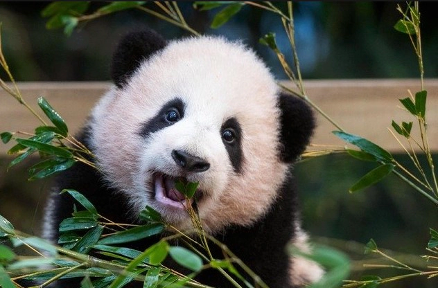 푸바오 반환 이유 근황