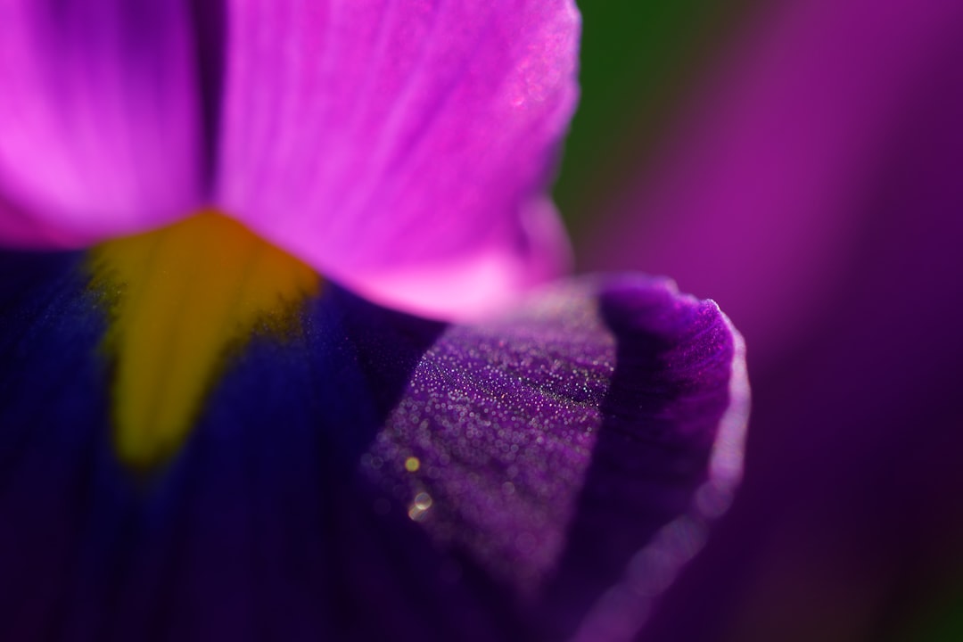 renewal