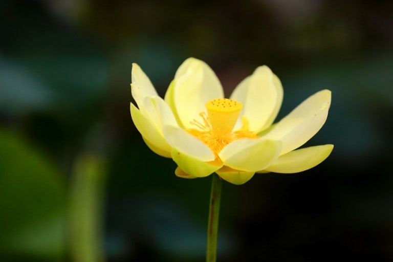 황금연꽃