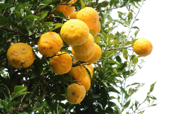 [유자] 유자 효능과 부작용, 건강과 미용을 한 번에 잡는 비법