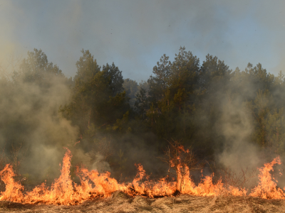 2025 산불 피해 보상 신청 방법