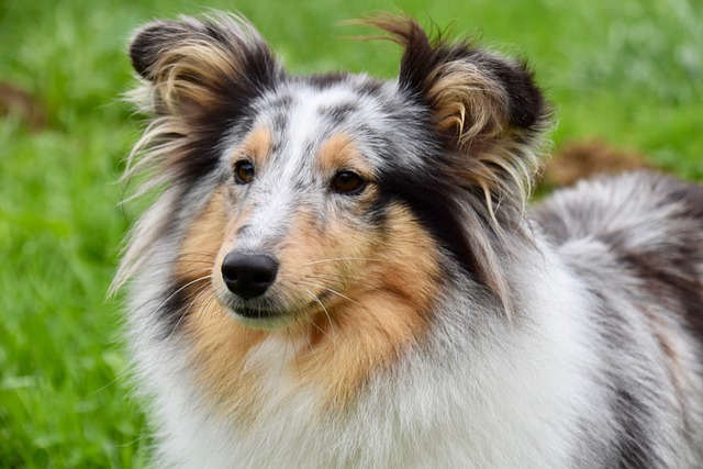 개띠 셰틀랜드 제도 Sheepdog 개 동물 애완 동물 국내 개 포유 동물 Sheltie
