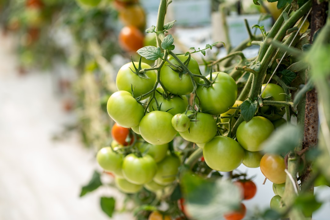 Lycopene