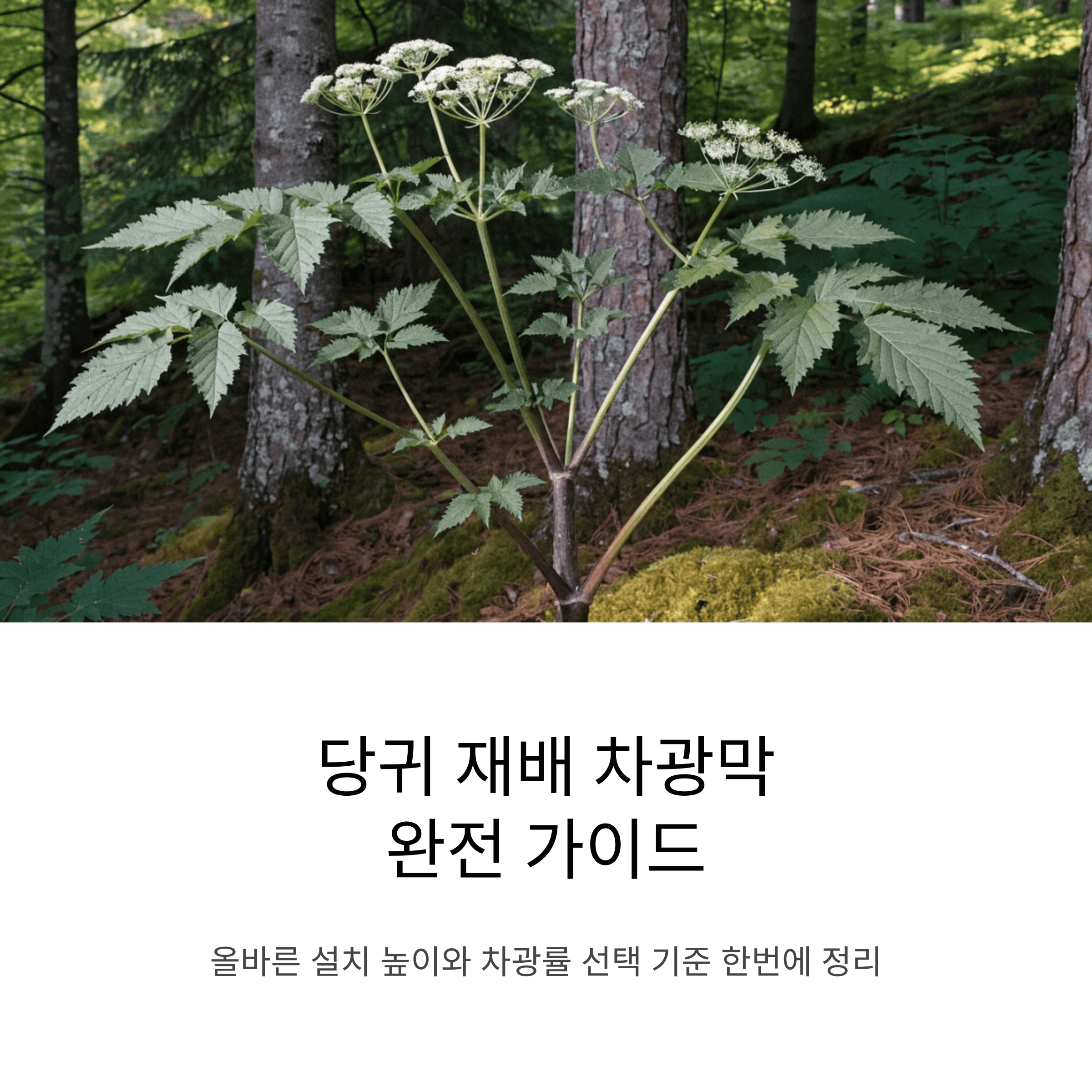당귀 재배 차광막, 올바른 설치 높이와 차광률 선택 기준 한 번에 정리