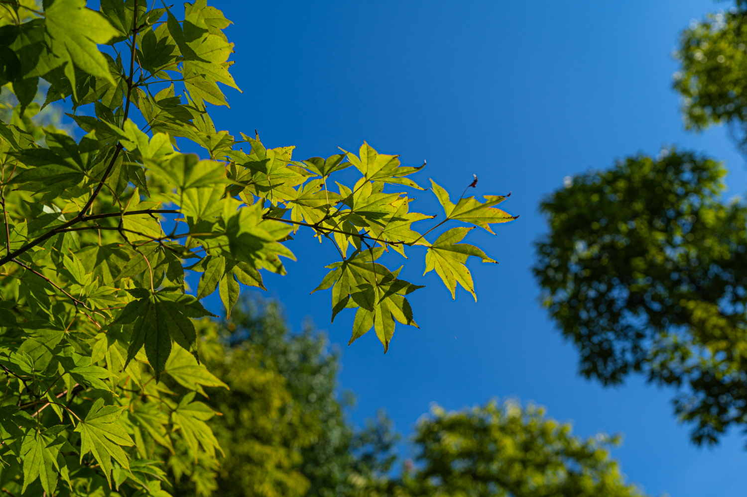 청명한 가을 하늘 풍경사진