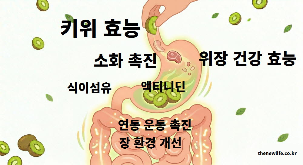 키위 효능 소화 촉진 위장 건강
