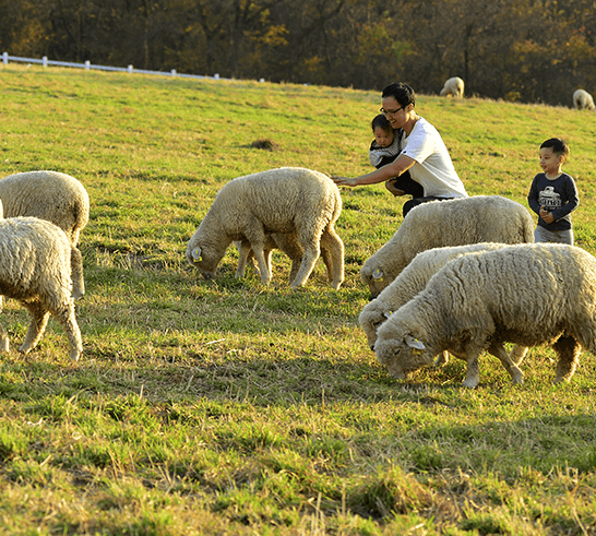 대관령 하늘목장