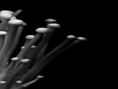 팽이버섯 사진21