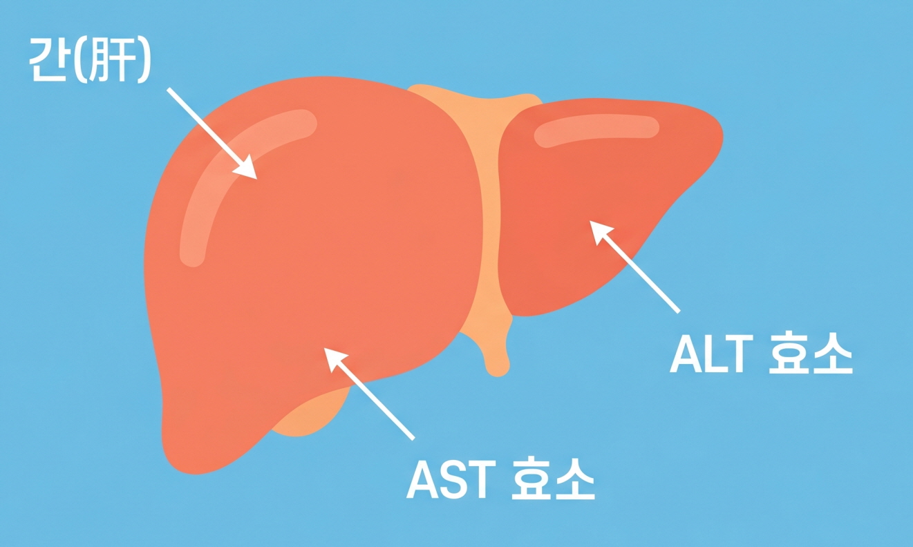건강검진 AST&middot;ALT 수치 완전 해석 가이드
