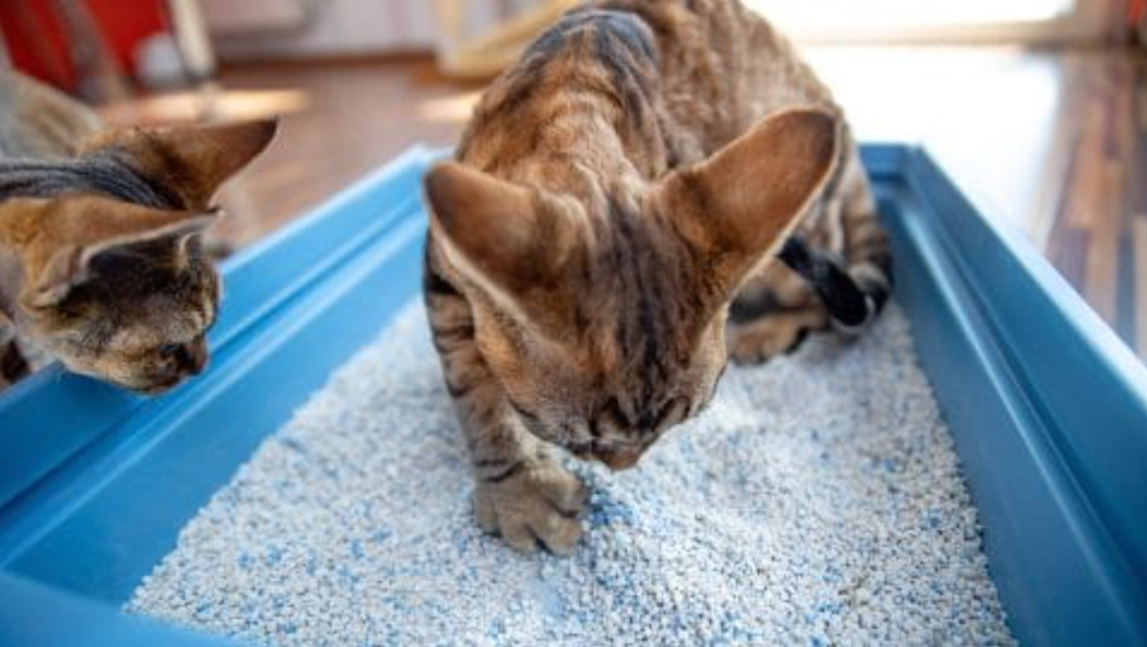 고양이 화장실을 관리하는 꿀팁 6가지