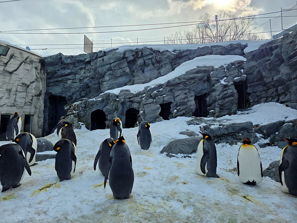 아사히야마 동물원 펭귄 워크 관광4