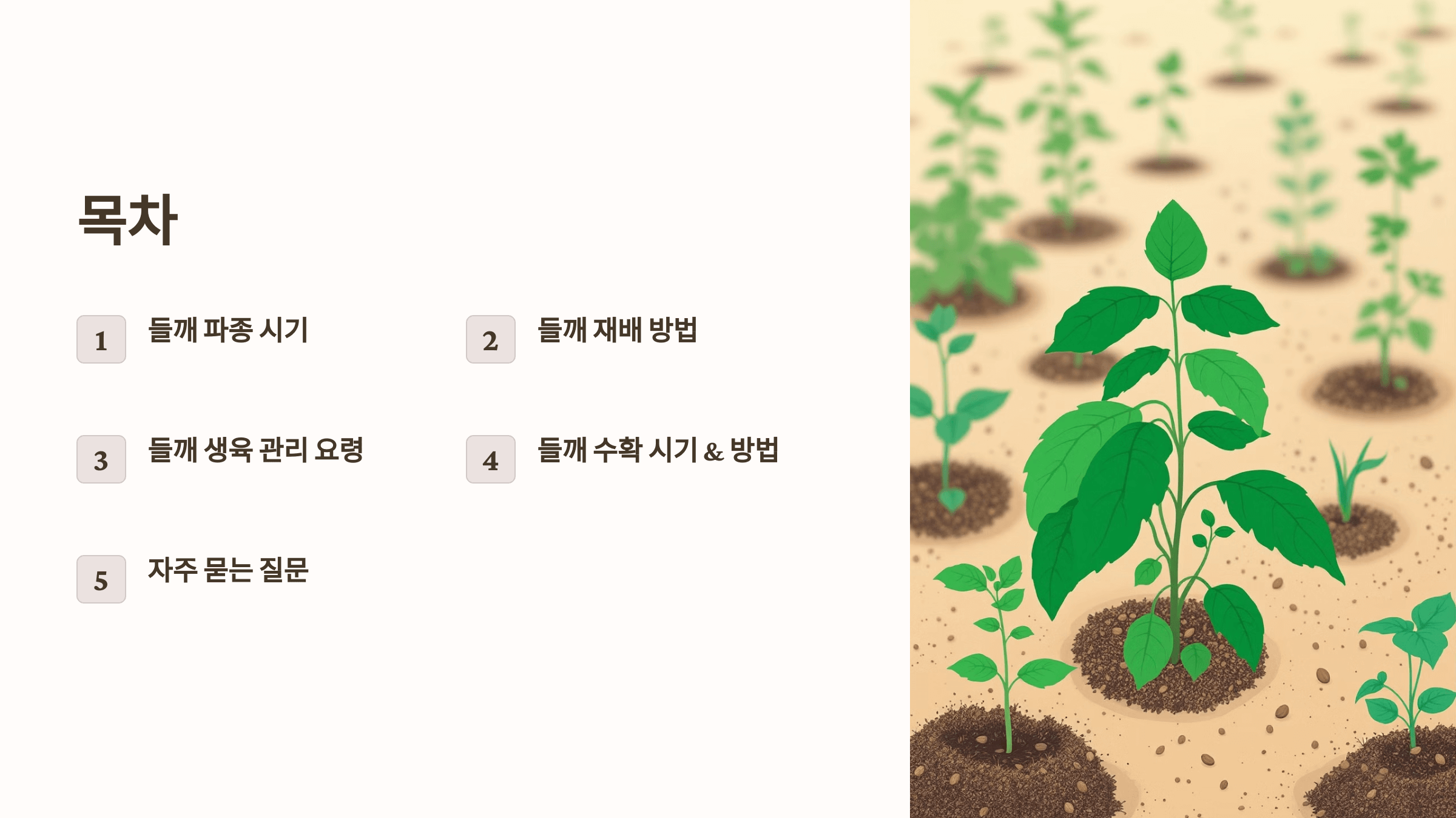 들깨 사진입니다.