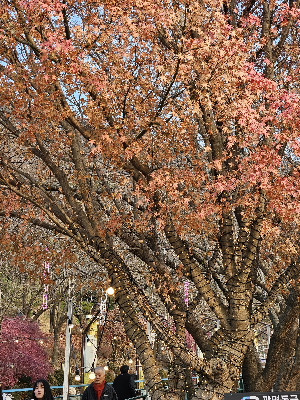 광명동굴 빛축제1