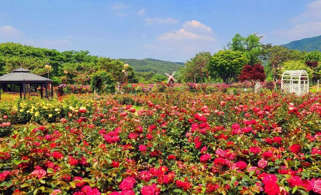 서울대공원 장미정원