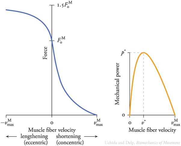 근육의 힘-속도의 관계