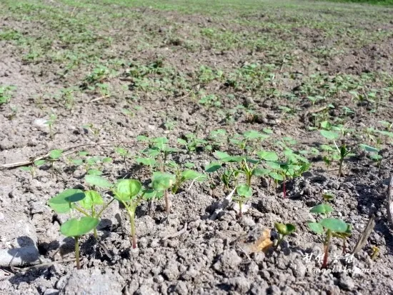 메밀 재배 파종 적기 배수 관리 비료 절감 요령_5