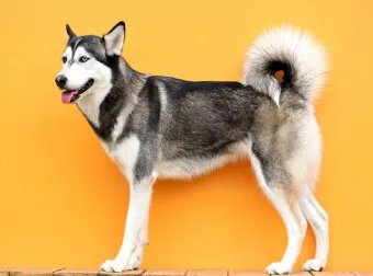 털 안 빠지는 강아지 견종 추천 털 알레르기 적은 강아지 털 안빠지는 대형견 소형견_11