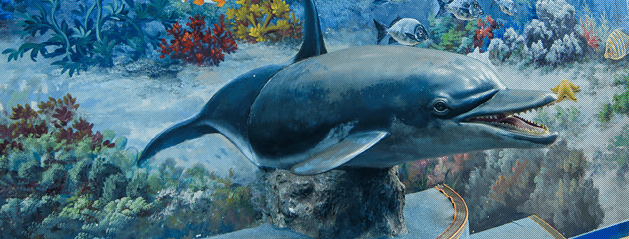 고래생태체험관