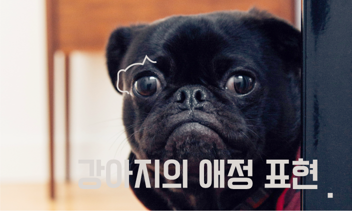 강아지-애정표현