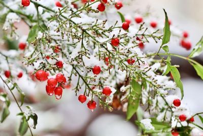 12월 눈 덮인 풍경