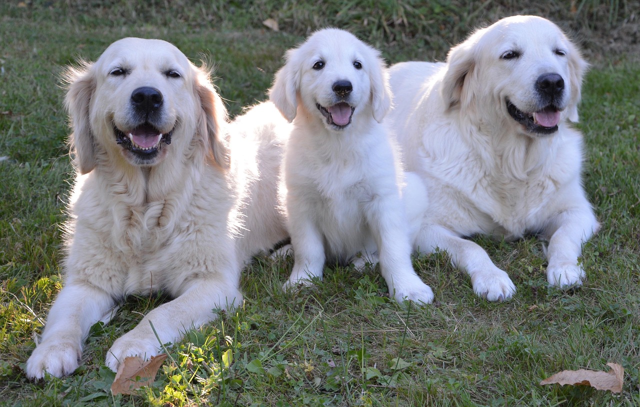 dog-1-11