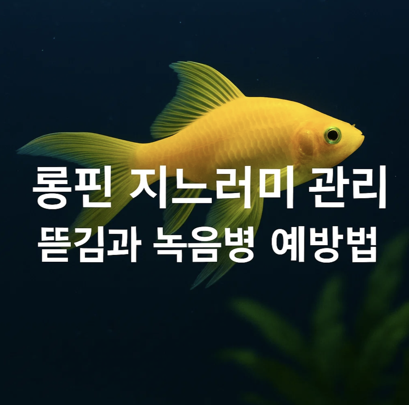 롱핀 지느러미 관리, 뜯김과 녹음병 예방법