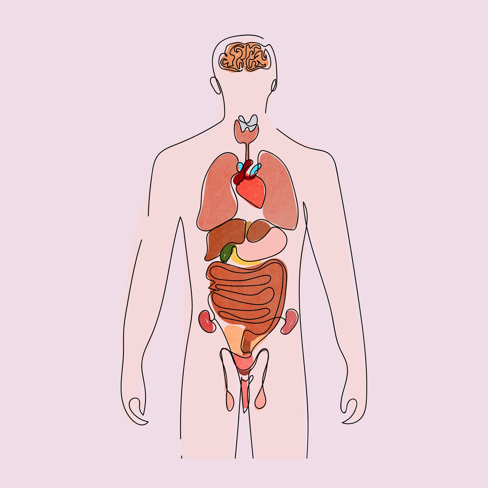 신체 내부 구조