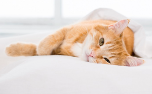 축 늘어지는 고양이