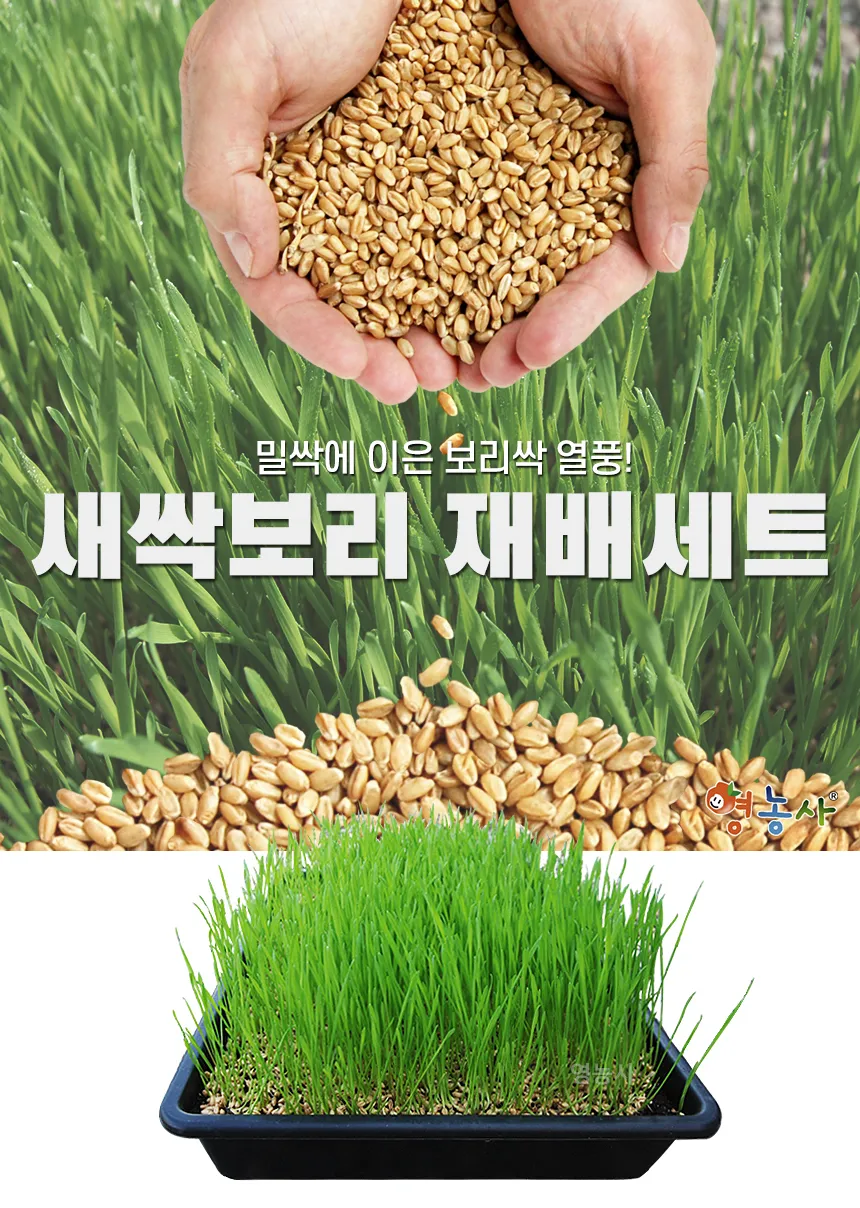새싹보리 재배 발아 온도 물 분무 수확 시기_6