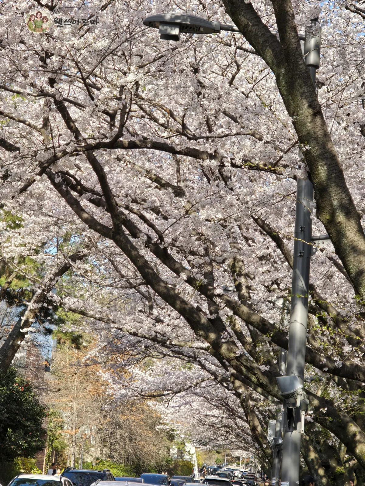 25년봄_20250406_벚꽃길