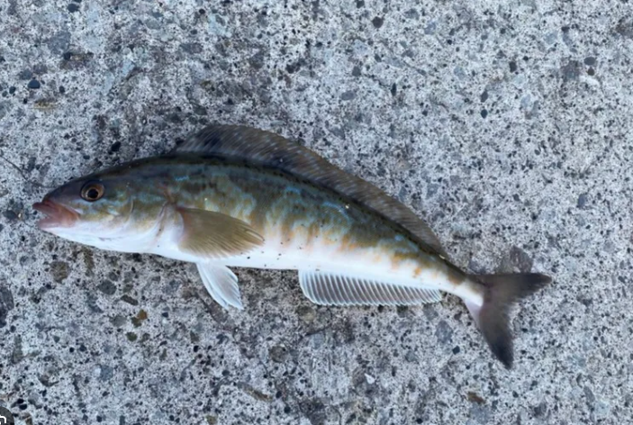 동해안 임연수어의 모습 사진