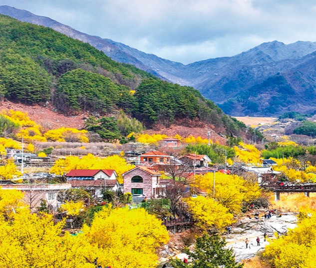 전남 산수유꽃 축제