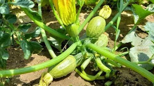 청과용-쥬키니-호박-애호박-재배시기-파종-정식-수확시기-모종-심는방법-정식방법-거름주기-밑거름-웃거름