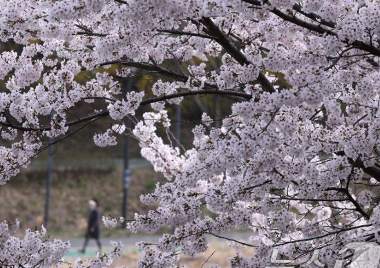 서초 벚꽃