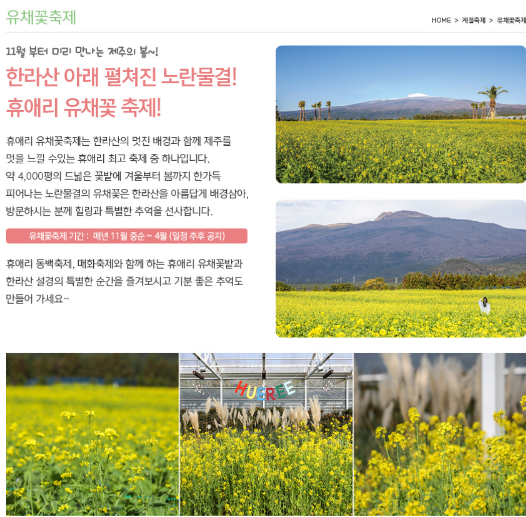 2025 휴애리 유채꽃 축제3