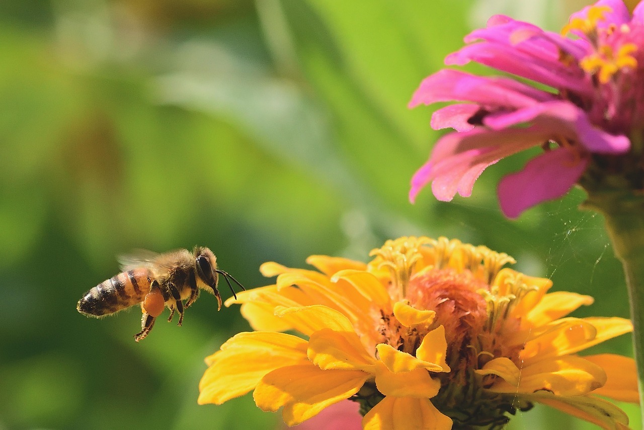 담양 명옥헌 원림 배롱나무