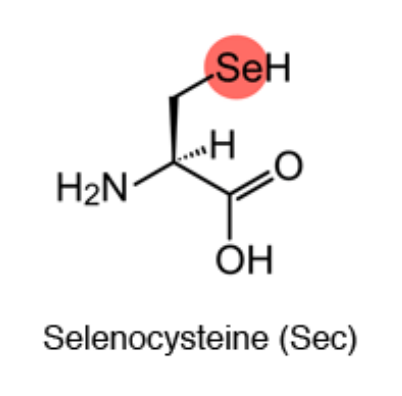 글루타치온 효능
