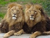 동물 꿈해몽 316가지 해석