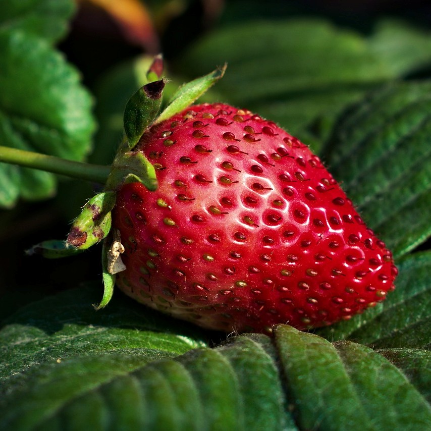 피세틴(Fisetin)이 풍부하게 함유된 딸기 사진