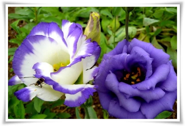 화초 &quot;리시안셔스&quot; 장미인 듯 장미 아닌 변치 않는 사랑의 꽃!