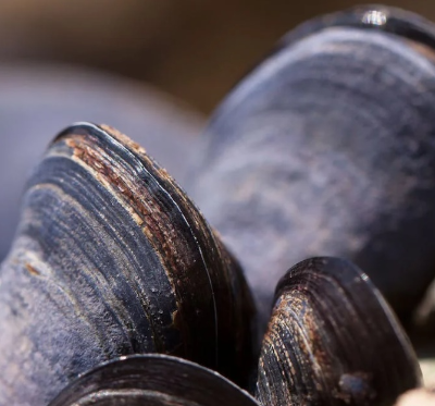 홍합탕 끓이는법