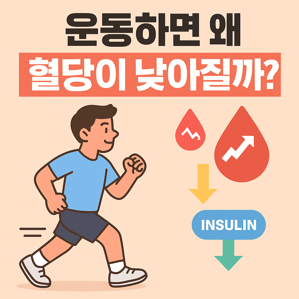 운동하면 왜 혈당이 낮아질까?라는 문구가 상단에 굵은 글씨로 적혀 있고, 하단에는 파란 티셔츠와 검은 반바지를 입은 남성이 걷기 운동을 하는 모습이 그려져 있다. 오른쪽에는 빨간색 피 방울 아이콘과 인슐린(insulin) 아이콘이 화살표로 연결되어, 운동을 통해 혈당이 감소하고 인슐린 감수성이 향상되는 과정을 시각적으로 표현하고 있다. 배경은 따뜻한 연한 살구색 톤이다.