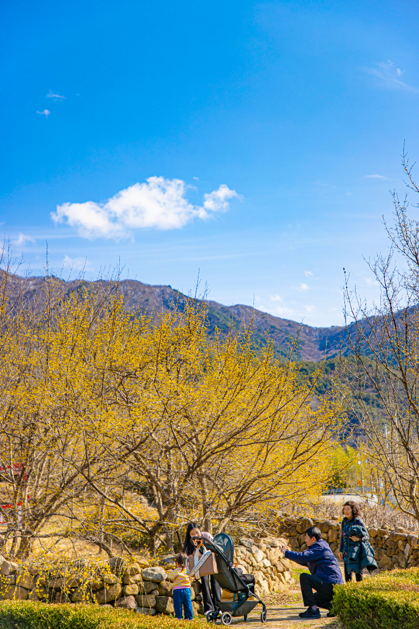 구례 산수유꽃축제 언제 갈까? 2025년 개화 시기 & 필수 코스