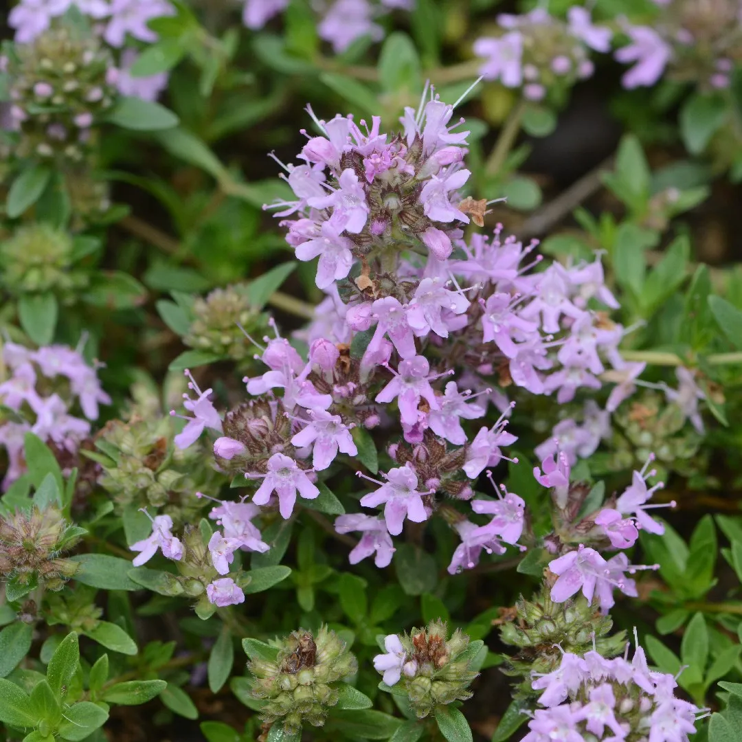 기분 좋은 향기를 가진 관목 식물