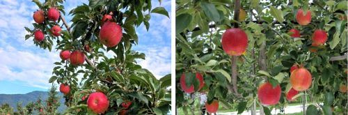사과나무-사과-품종-홍로-아리수