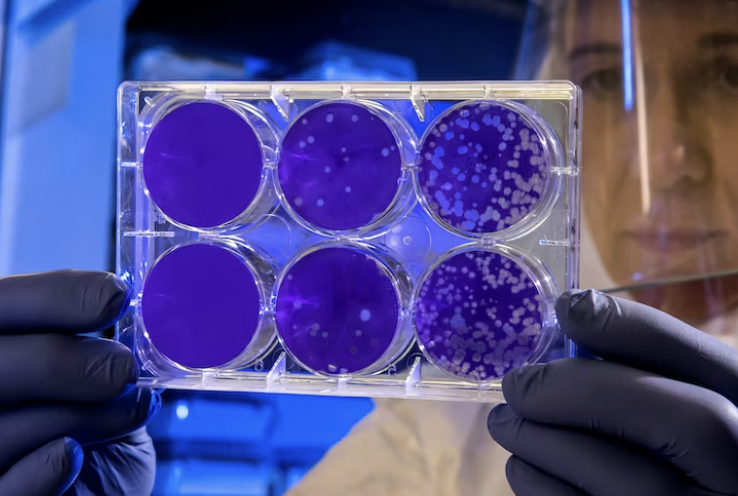 세스코 가정집 비용