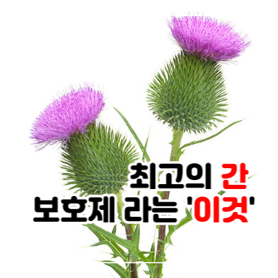 엉겅퀴 효능 및 부작용과 복용법