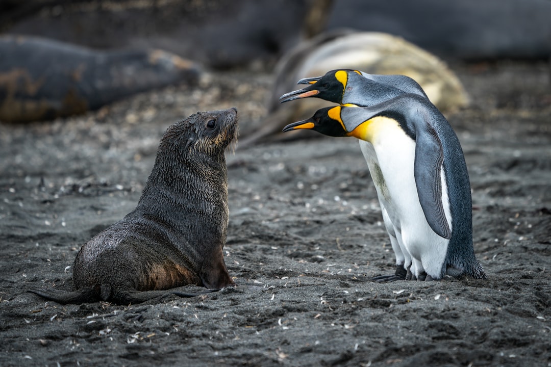Seal